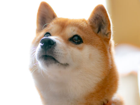 Whale Activity Surges in Shiba Inu Market