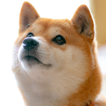 Whale Activity Surges in Shiba Inu Market